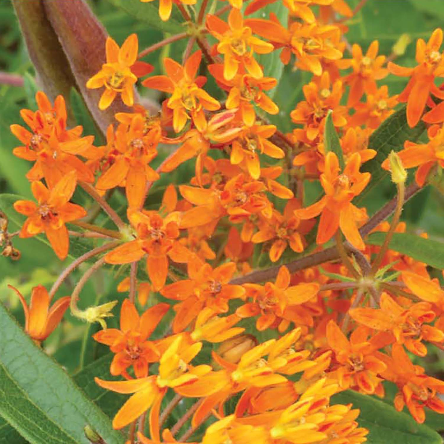 A bright orange flowering perennial plant that attracts pollinators such as butterflies